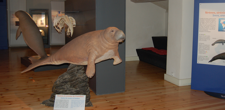 Musée des Sirènes et Fossiles à Castellane